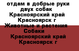 отдам в добрые руки двух собак - Красноярский край, Красноярск г. Животные и растения » Собаки   . Красноярский край,Красноярск г.